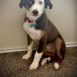 Miniature Australian Shepherd All Grown Up from Kountryside Mini Aussies