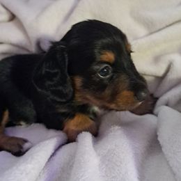 Dachshunds from Apple Valley Dachshunds