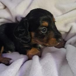 Dachshunds from Apple Valley Dachshunds