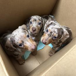 Dachshund Puppies from Bravo Dachshunds