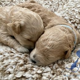 Goldendoodle Puppies from Seby Mini Doodles