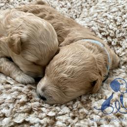 Goldendoodle Puppies from Seby Mini Doodles