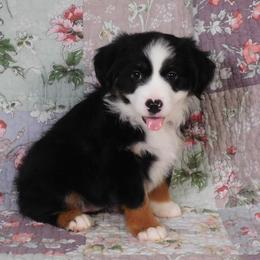 Ebony - Black tri female Toy Australian Shepherd puppy in Okeana, Ohio from Fetching Toy Aussies