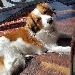 Freya - Nederlandse Kooikerhondje