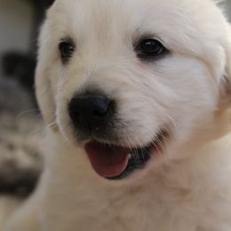 Golden Retriever Puppies from Sweet Breeze Acres