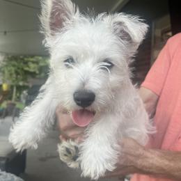 West Highland White Terrier Puppies from Amazing Grace Westies