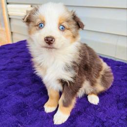 Ruby - Red merle female Australian Shepherd puppy in Charlotte, North Carolina from Awesome Aussies