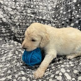 Poodle Puppies from Elysian Poodles