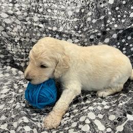 Poodle Puppies from Elysian Poodles