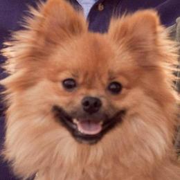 Pomeranians from Kentuckiana Pomeranian