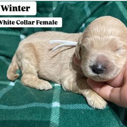 Bernedoodle and Goldendoodle Puppies from Lyon and Luna Goldendoodles Bernedoodles