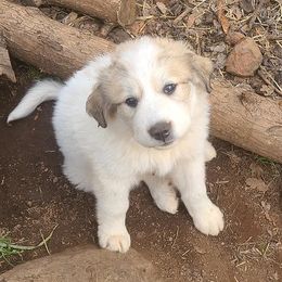 Great Pyrenees from Back to Roots Farm Great Pyrenees