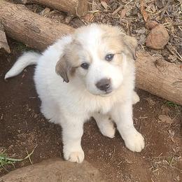 Great Pyrenees from Back to Roots Farm Great Pyrenees