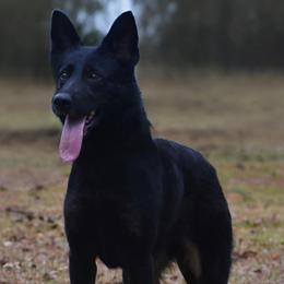 Messie - German Shepherd