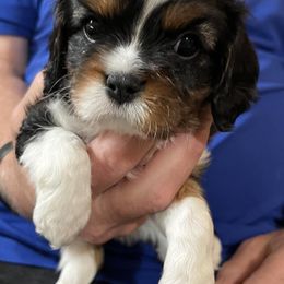 Dug - Tri-color male Cavalier King Charles Spaniel puppy in Belding, Michigan from Miller Cavs and Pyrs