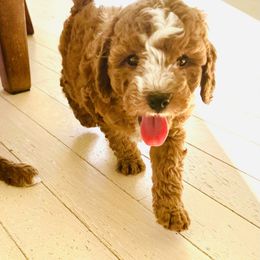 Jacob - Red male Cavapoo puppy in Aiken, South Carolina from Cavapoos of the Carolinas