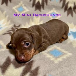 Fudge - Chocolate and tan male Dachshund puppy in Carlsbad, Texas from MV Mini Dachshunds