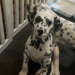 Kit Kat - White and black male Dalmatian puppy in Austin, Texas from Dazzling Dalz