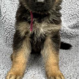 Girl 1 - Black and tan female German Shepherd puppy in Allentown, Pennsylvania from VMH Shepherds