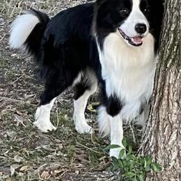 Stetson - Border Collie