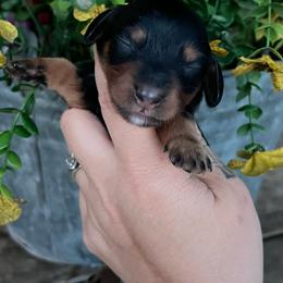 Boston cream - Black and tan male Dachshund puppy in Payette, Idaho from NT Mini Doxies