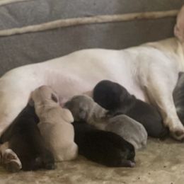 French Bulldogs from Frenchies Angels