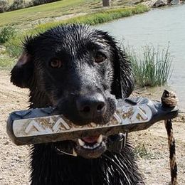 Labrador Retrievers from White Mountain Kennels