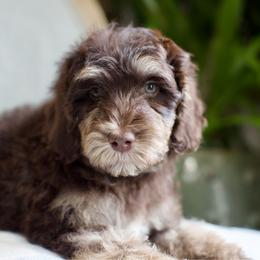 Kisses - Phantom male Bernedoodle puppy in Queen Creek, Arizona from Dulcito Doodles