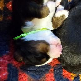 Lime green - Black rust and white male Bernese Mountain Dog puppy in Auburn, Washington from MSM Bernese Mountain Dogs