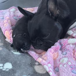 French Bulldog Puppies from Diamonds Frenchies
