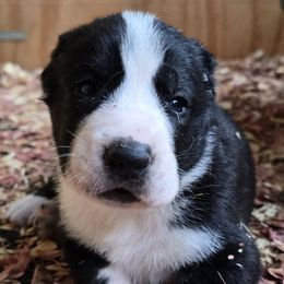 Central Asian Shepherd Dog puppies from NWA Cane Corsos
