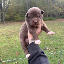 Orange - Red and white male Siberian Husky puppy in Jonesborough, Tennessee from Dry Creek Siberians