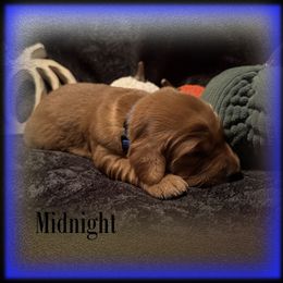 Midnight - Dark golden male Golden Retriever puppy in Anson, Texas from Diamond Bar N Ranch