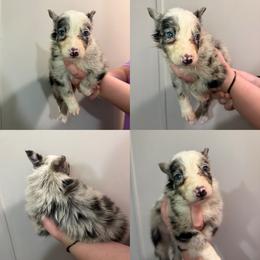 Girl 3 - Red merle female Border Collie puppy in Asheboro, North Carolina from Coble Kennels
