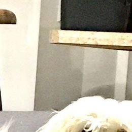 Baby - Maltese