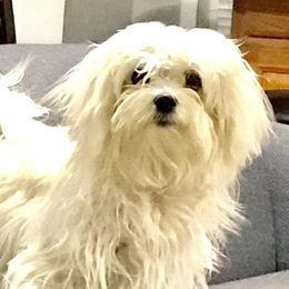 Baby - Maltese