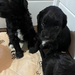 Aussiedoodle Puppies from Cornerstone Aussiedoodle Dogs