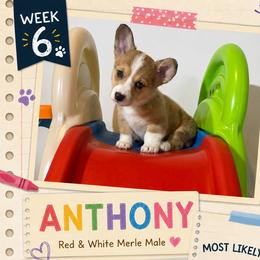 American Corgi and Pembroke Welsh Corgi Puppies from London Bridge Corgis