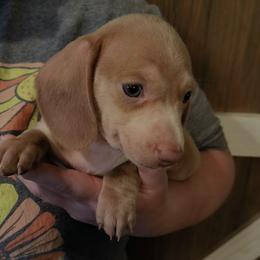 Grayson - Gray (blue) male Dachshund puppy in Marshall, Texas from Wilson's Kennels