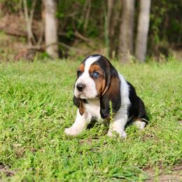 Eldon - Black brown and white male Basset Hound puppy in Missouri from Clevenger Farms