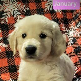 January - Light golden female Golden Retriever puppy in Fithian, Illinois from LOMAH Retrievers