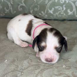 Lady - Piebald female Dachshund puppy in Lexington, Oklahoma from BooneDox Miniature Dachshunds