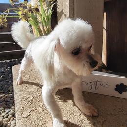 Lilly - Maltese