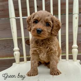 Green boy - Apricot male Australian Labradoodle puppy in Chelsea, Michigan from Michigan Labradoodles