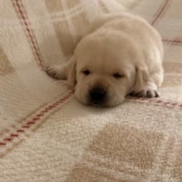 Green - Yellow male Labrador Retriever puppy in Tekonsha, Michigan from Asher Acres Labs