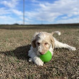Comet - Tri-color Labradoodle puppy in Raleigh, North Carolina from Paxterra Labradoodles