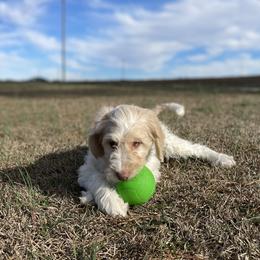 Comet - Tri-color Labradoodle puppy in Raleigh, North Carolina from Paxterra Labradoodles
