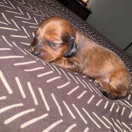 Woody - Dapple male Dachshund puppy in Hilliard, Florida from Wiggle Weens