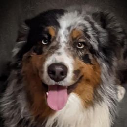 Paris - Australian Shepherd