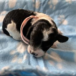 Snow - Black and white female Cockapoo puppy in Adrian, Oregon from ApplebyFarm